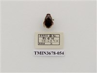 藏品(龍蝨、牙蟲)的圖片